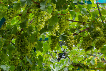 Obraz premium Juicy and tasty big bunches of ripe grapes on plantation bushes