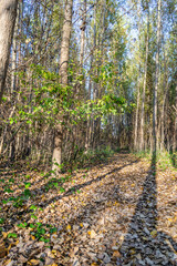 The young forest along the river Danube. The forest along the river Danube in the dry part of the year near the town of Novi Sad 