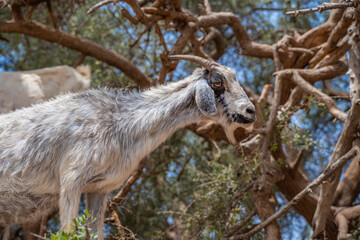 Argan trees and the goats in Morocco.