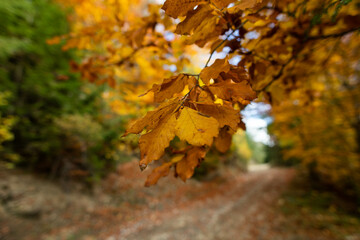 nature, colors of the autumn forest