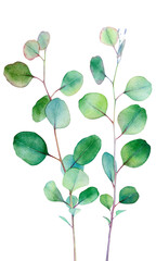 Eucalyptus PNG. Eucalyptus Watercolor Clipart. Greenery Individual Elements. Botanical, Wedding, Branch, Bridal, Painted Leaves, Clip Art PNG Graphics