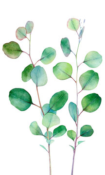 Eucalyptus PNG. Eucalyptus Watercolor Clipart. Greenery Individual Elements. Botanical, Wedding, Branch, Bridal, Painted Leaves, Clip Art PNG Graphics