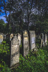 Jewish cemetery with vegetation between graves in Radauti, Romania during autumn