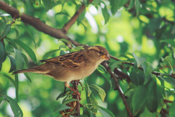 Close up of sparrow bird standing on a tree branch with leaves