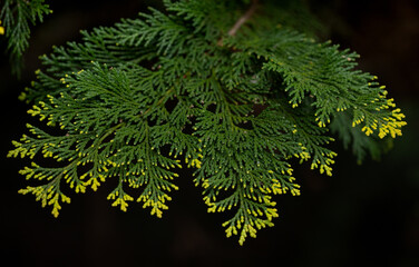 Branches of a pine. Green Christmas background.