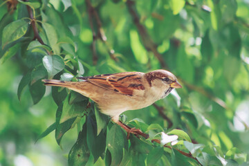 Close up of sparrow bird standing on a tree branch with leaves