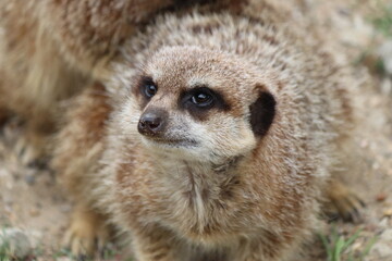 Meerkat