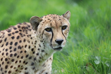 Cheetah