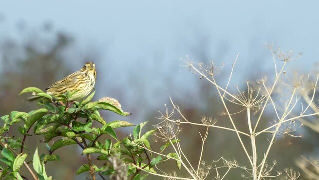 close up of a Corn bunting (Emberiza calandra) perched atop a bush, swaying in strong breeze, Wilts UK