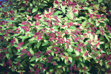 Ripe red elderberry . Sambucus racemosa. Closeup view on the branch in the garden.