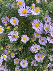 Closeup of late michaelmas daisy flowerbed with selective focus on foreground