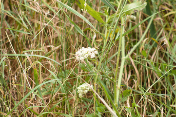 Closeup of wild carrot inflorescence with blurred grass on background