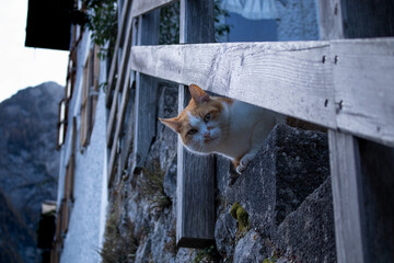 cat on a fence