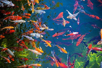 japanese colorful carps swim in the pond, top view