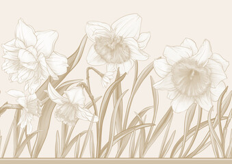 White daffodils and tulips flowers, the early spring flowers. Seamless border pattern, linear ornament, ribbon Vector illustration. In botanical style