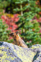 Summer Hike through Mount Rainier National Park, Washington State, USA
