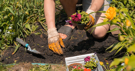 Fototapeta premium Hands of a young farmer with a seedling in a peat pot.