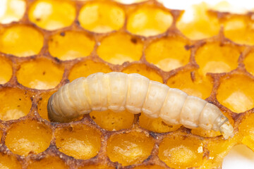 Galleria mellonella; wax moth - bee parasite