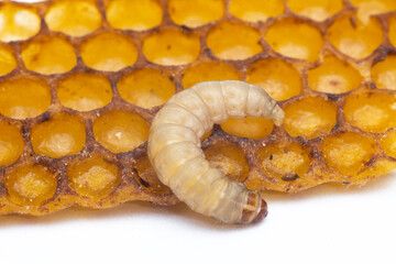 Galleria mellonella; wax moth - bee parasite