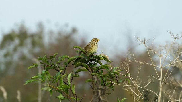 close up of a Corn bunting (Emberiza calandra) perched atop a bush, swaying in strong breeze, Wilts UK