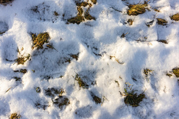 Old grass in winter under the snow on a sunny day