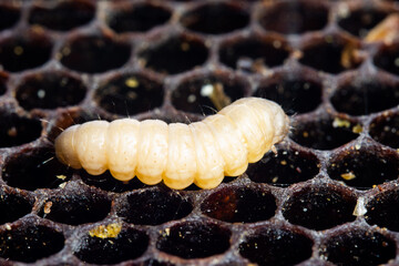 Galleria mellonella; wax moth - bee parasite
