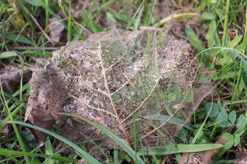 a leaf half eaten by insects