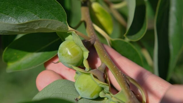Persimmon on a branch. Persimmon fruits on the tree. sharon fruit. Unripe persimmon fruit.