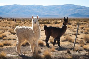 llama in the desert