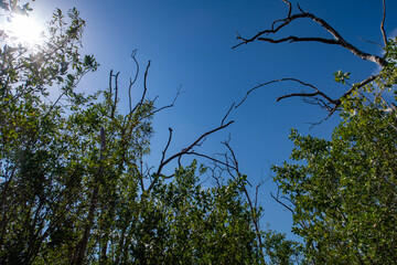 Florida Everglades