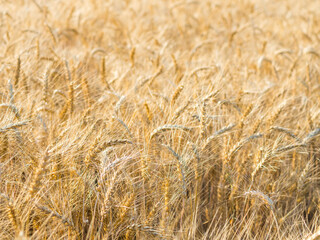 Yellow field of agriculture with ripe wheat, farming