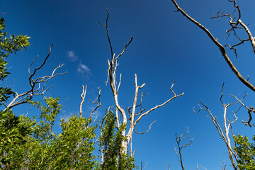 Florida Everglades