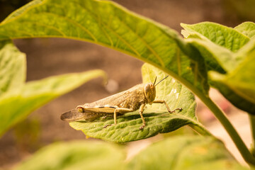 A desert locust in the wilderness of the Spanish mountains in Andalusia. These creatures are a threat due to causing widespread destruction of plant life including crops 