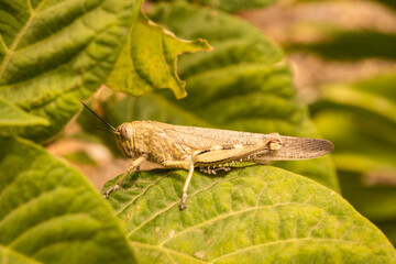 A desert locust in the wilderness of the Spanish mountains in Andalusia. These creatures are a...