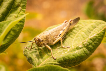 A desert locust in the wilderness of the Spanish mountains in Andalusia. These creatures are a threat due to causing widespread destruction of plant life including crops 