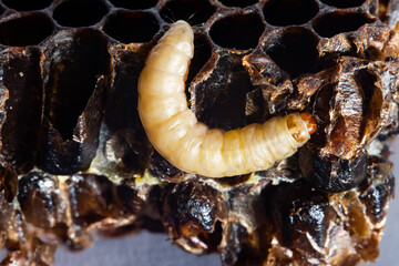 Galleria mellonella; wax moth - bee parasite