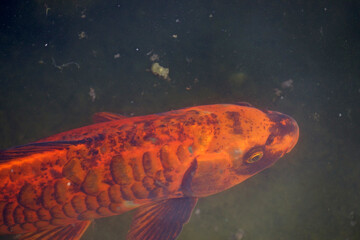 Orangefarbener Fisch.