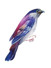 Exotic tropical bird with colorful feathers. Watercolor illustration