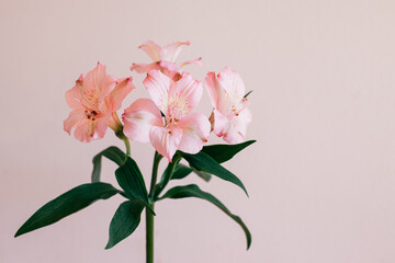 Beautiful pink Alstroemeria flowers on a pink pastel background. Place for text.