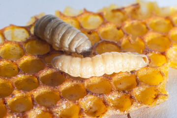 Galleria mellonella; wax moth - bee parasite