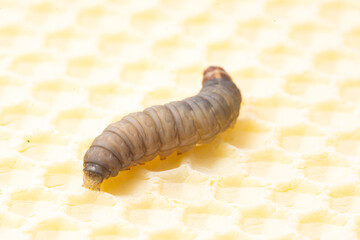 Galleria mellonella; wax moth - bee parasite