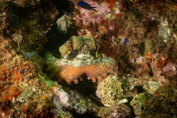A common octopus hiding in the rocks on the floor of the sea. This fascinating creature was observed during a scuba dive from Fuengirola on the south coast of Spain