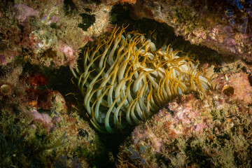 tube anemone living in the rocks observed on a scuba dive from Fuengirola on the costa del sol in Spain. scientific name Cerianthus membranaceus