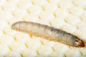 Galleria mellonella; wax moth - bee parasite