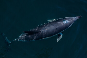A common dolphin in the open sea out in its natural environment. These playful cetaceans like to play in the wake of passing boats like this scene in the Mediterranean off the costa del sol in Spain 