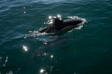 Fototapeta premium A common dolphin in the open sea out in its natural environment. These playful cetaceans like to play in the wake of passing boats like this scene in the Mediterranean off the costa del sol in Spain 