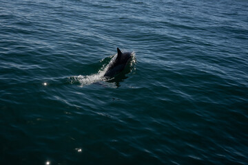 Obraz premium A common dolphin in the open sea out in its natural environment. These playful cetaceans like to play in the wake of passing boats like this scene in the Mediterranean off the costa del sol in Spain 