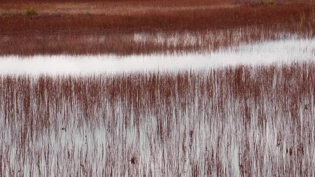 A bird path in Ilmakkiaapa nature protection area in Finland