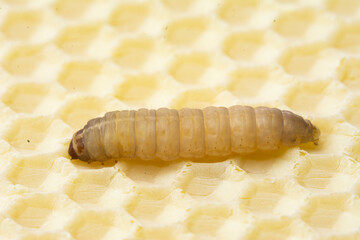 Galleria mellonella; wax moth - bee parasite