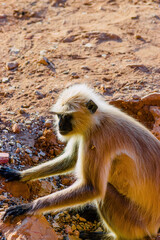 group of curious monkeys at the prayer temple observing visitors